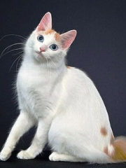 Японский бобтейл