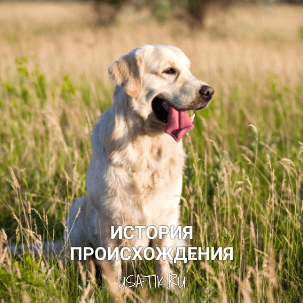 История происхождения золотистых ретриверов