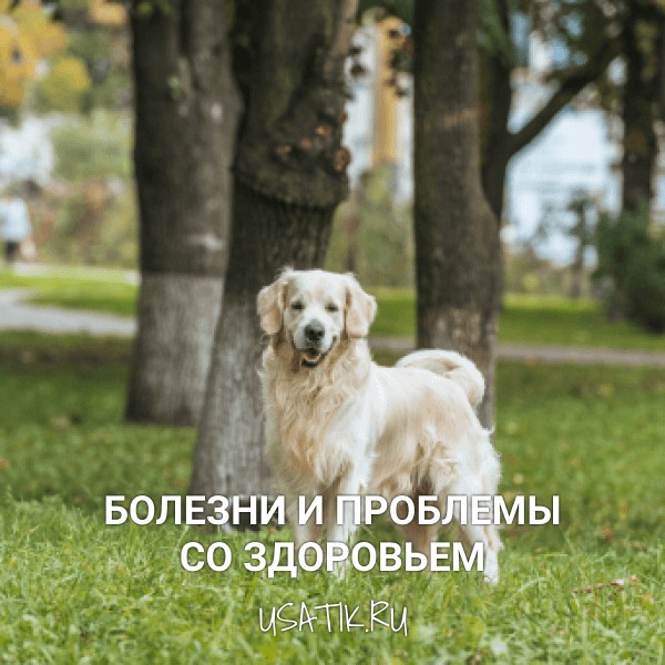 Болезни и проблемы со здоровьем