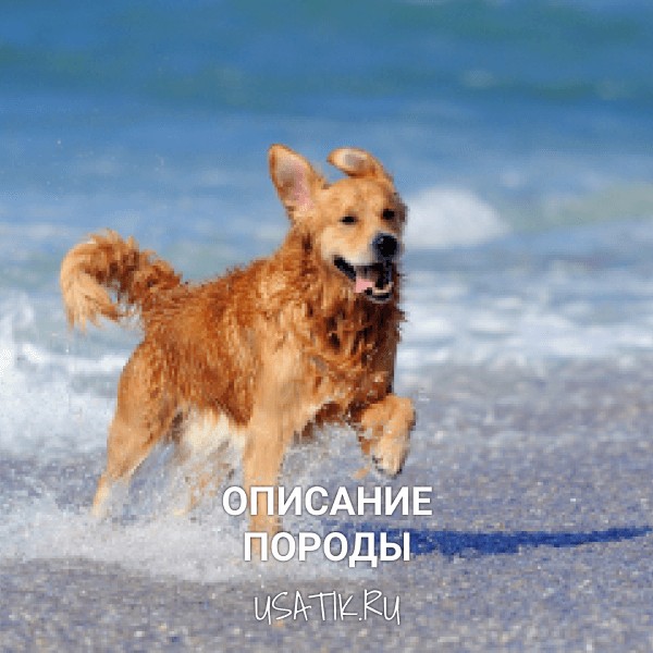 Золотистый ретривер - описание породы