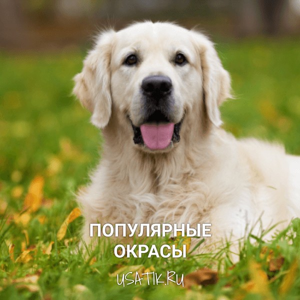 Популярные окрасы золотистых ретриверов