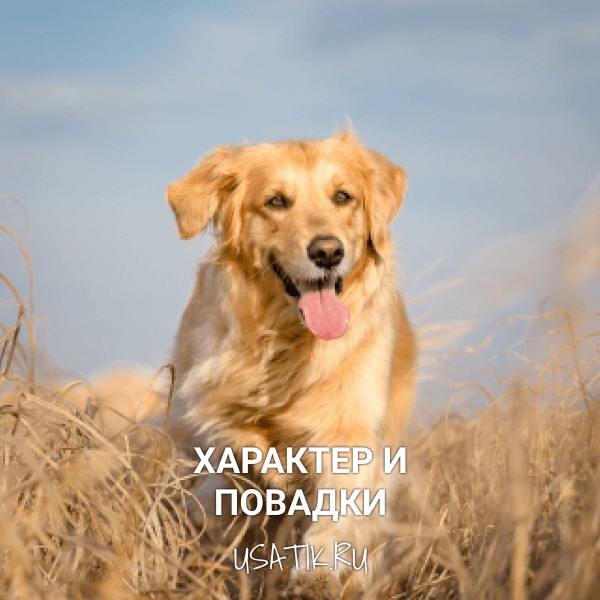 Характер и повадки золотистых ретриверов