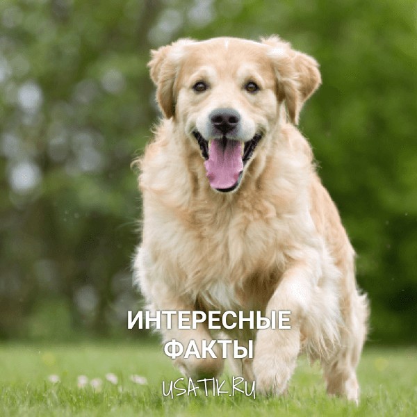 Интересные факты о золотистых ретриверах