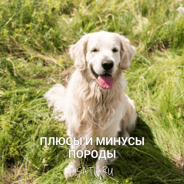 Плюсы и минусы золотистых ретриверов