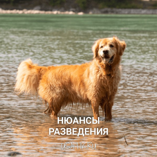 Разведение золотистых ретриверов