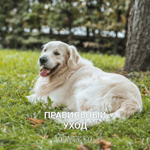 Уход за золотистыми ретриверами