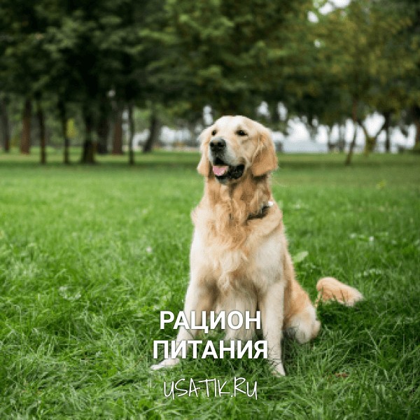 Рацион питания золотистых ретриверов