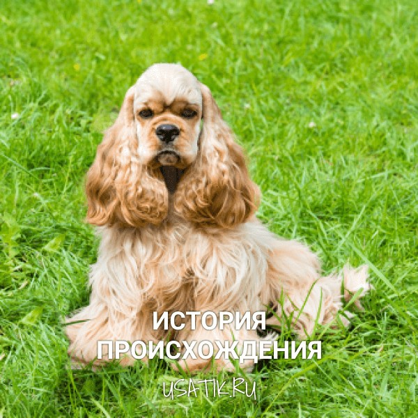 История происхождения американских кокер-спаниелей