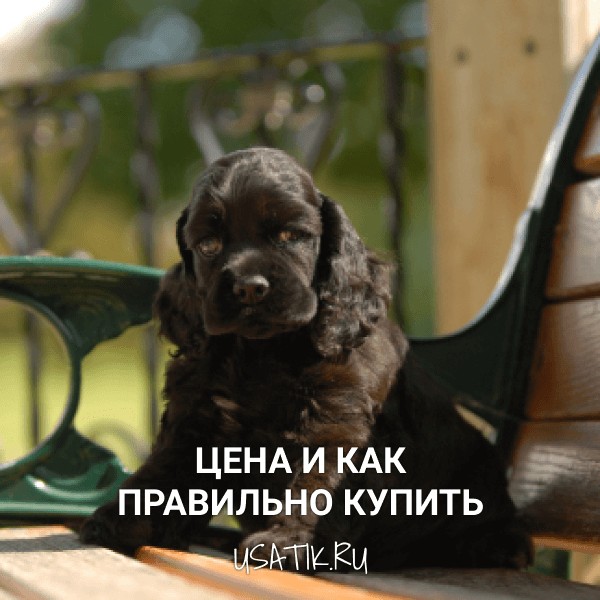 Американский кокер-спаниель - цена и как правильно купить