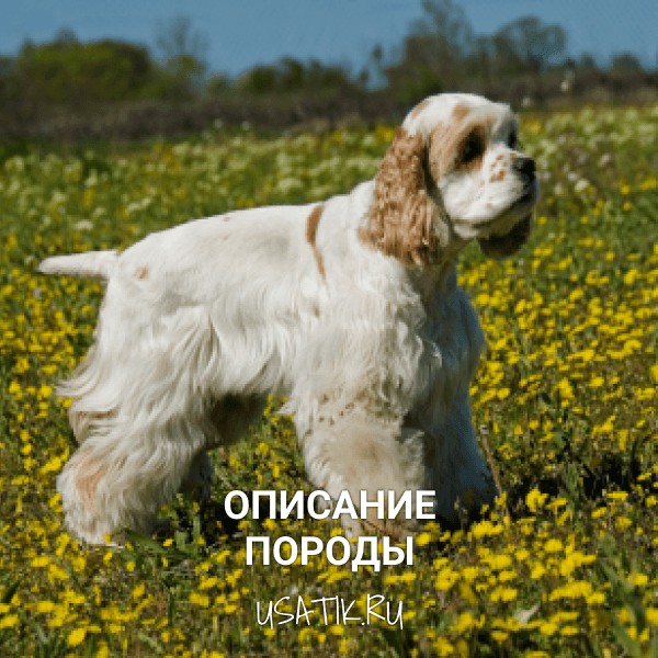 Американский кокер-спаниель - описание породы