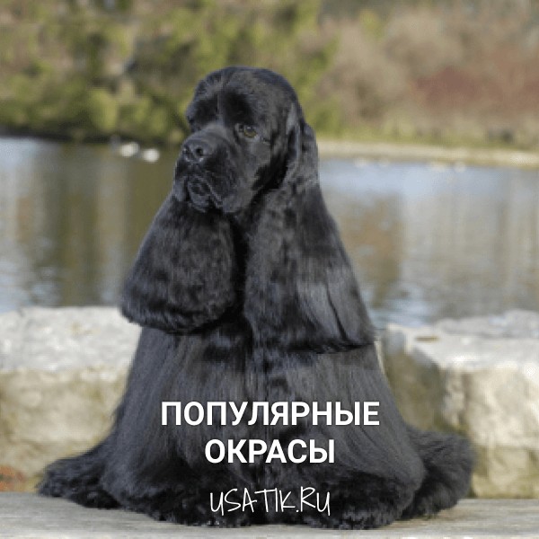 Популярные окрасы американских кокер-спаниелей