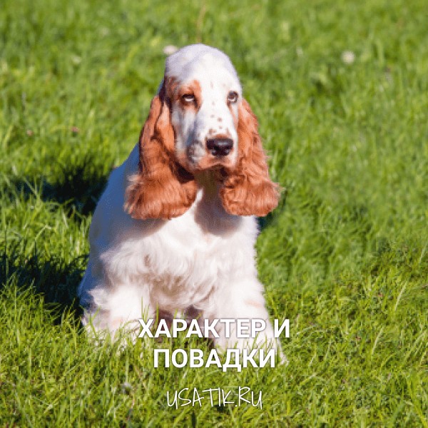 Характер и повадки американских кокер-спаниелей