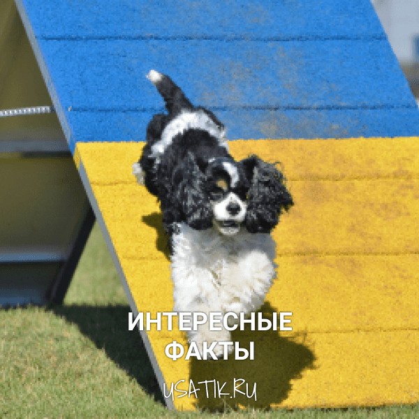 Интересные факты об американских кокер-спаниелях