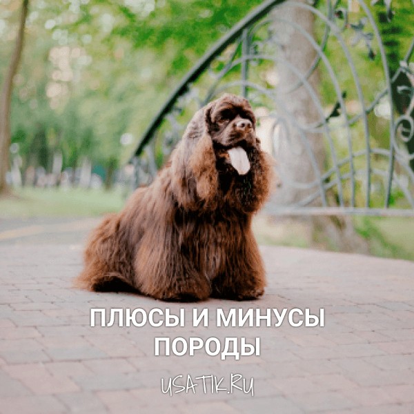 Плюсы и минусы американских кокер-спаниелей