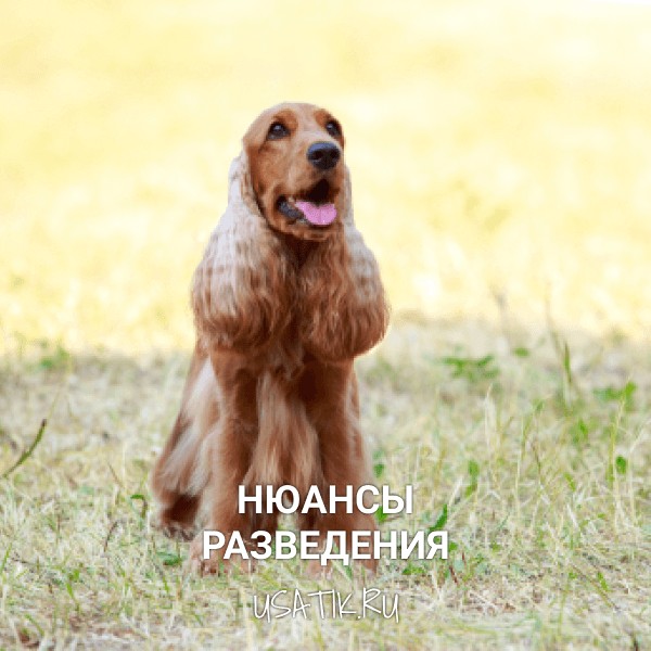 Разведение американских кокер-спаниелей