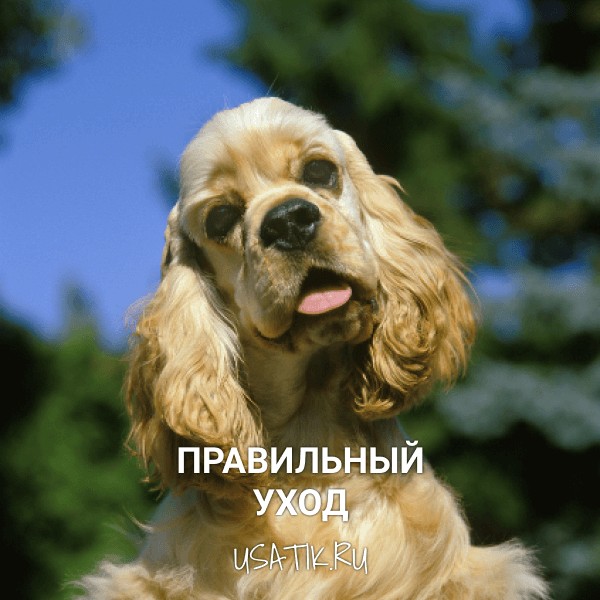 Уход за американскими кокер-спаниелями