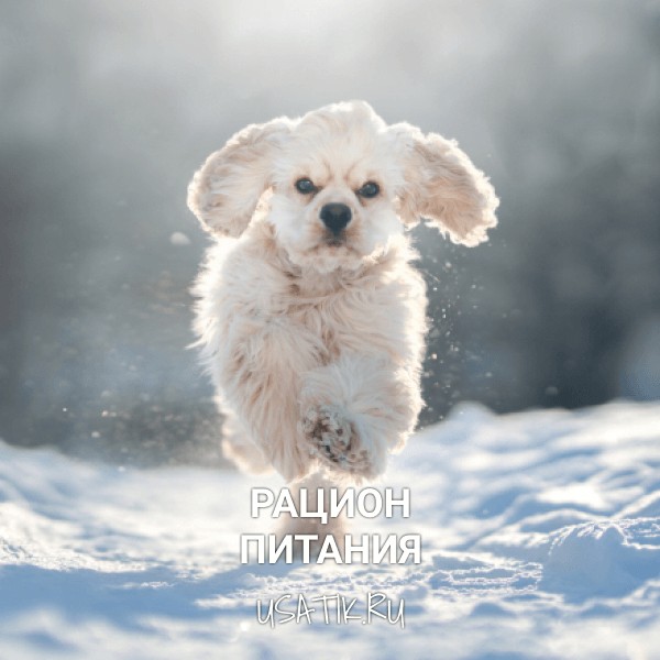 Рацион питания американских кокер-спаниелей