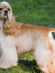 Американский кокер-спаниель