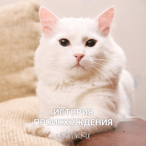 История происхождения ангорских кошек