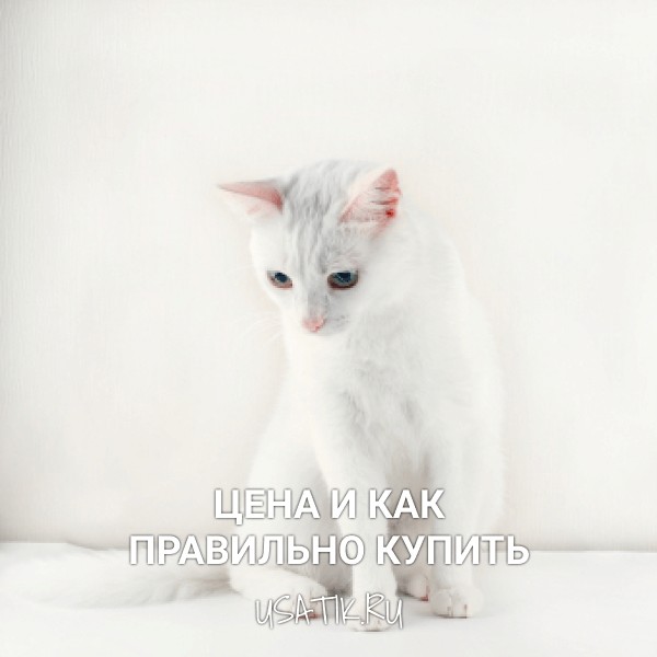 Ангорская кошка - цена и как правильно купить