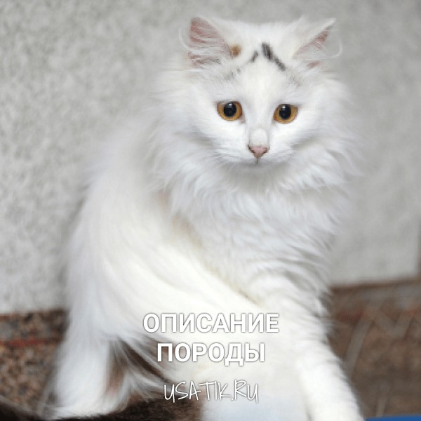 Ангорская кошка - описание породы