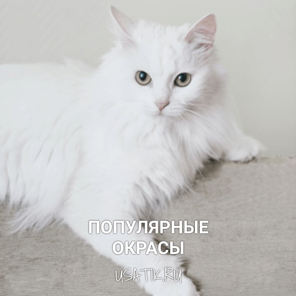 Популярные окрасы ангорских кошек