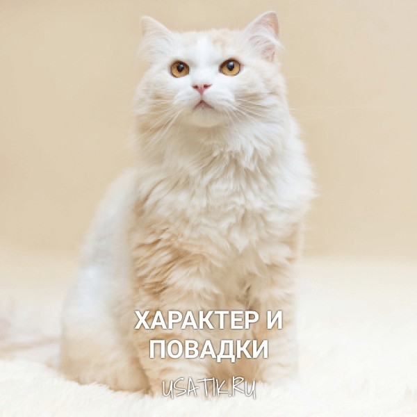 Характер и повадки ангорских кошек