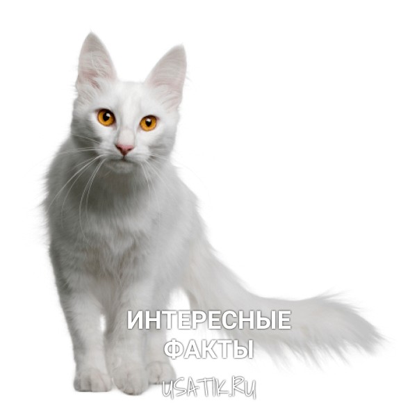 Интересные факты об ангорских кошек