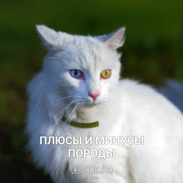 Плюсы и минусы ангорских кошек