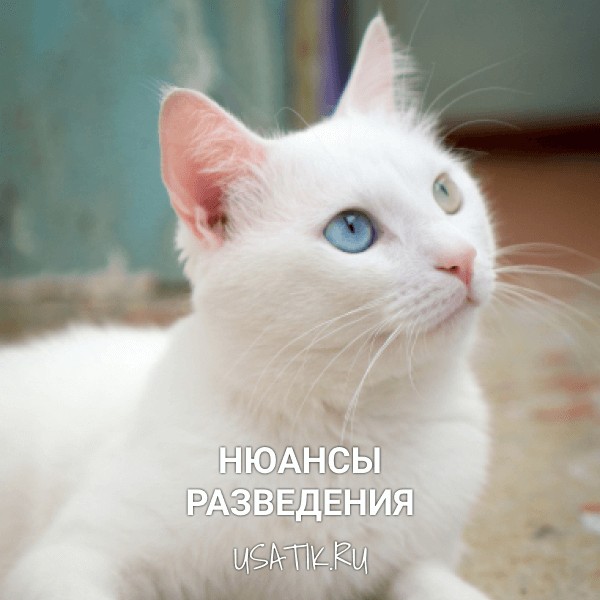 Разведение ангорских кошек