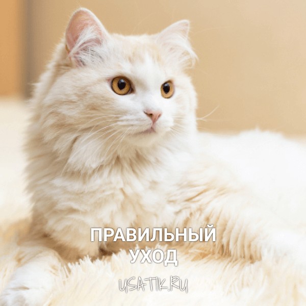 Уход за ангорскими кошками