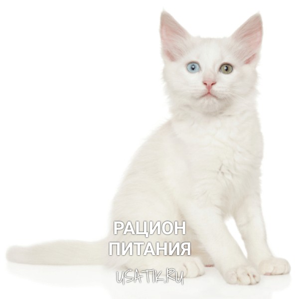 Рацион питания ангорских кошек