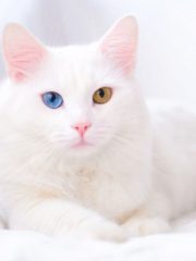 Ангорская кошка