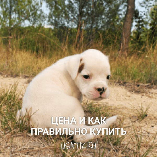 Аргентинский дог - цена и как правильно купить