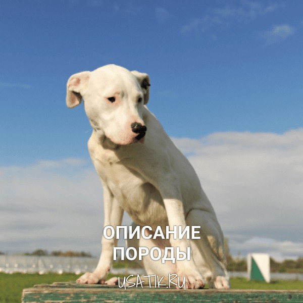 Аргентинский дог - описание породы