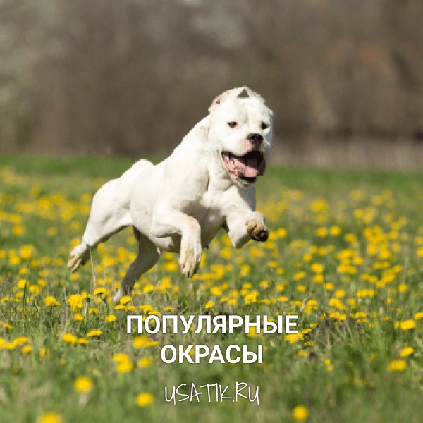Популярные окрасы аргентинских догов