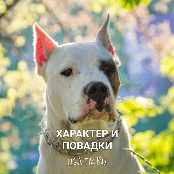 Характер и повадки агрентинских догов