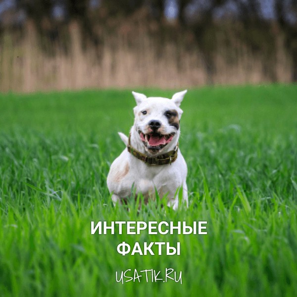 Интересные факты об аргентинских догах