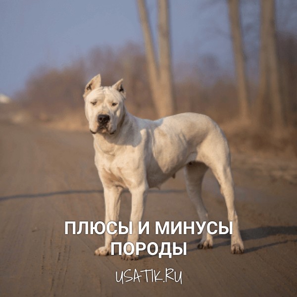 Плюсы и минусы аргентинских догов