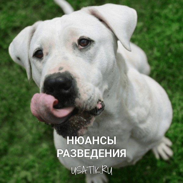 Разведение аргентинских догов