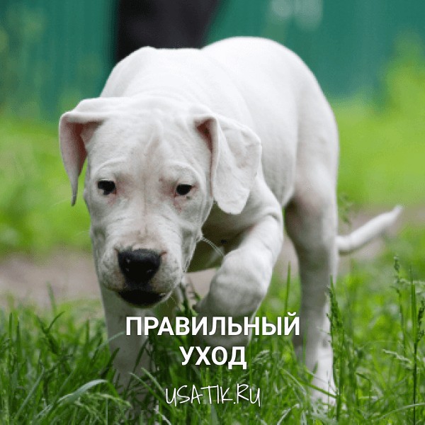 Уход за аргентинскими догами