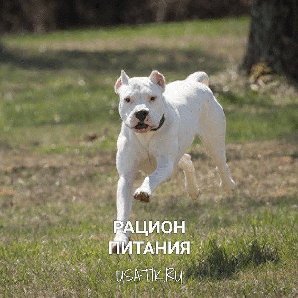Рацион питания аргентинских догов