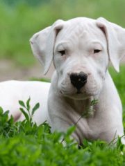 Аргентинский дог