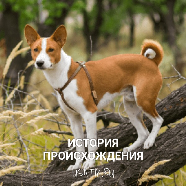 История происхождения басенджи
