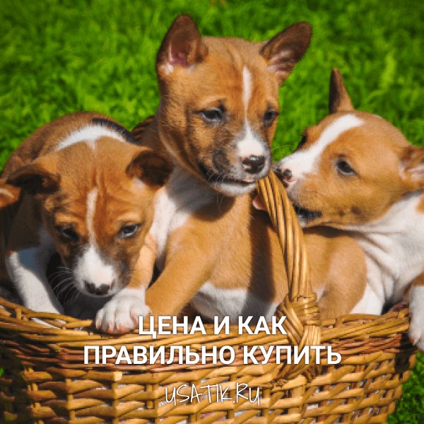 Басенджи - цена и как правильно купить