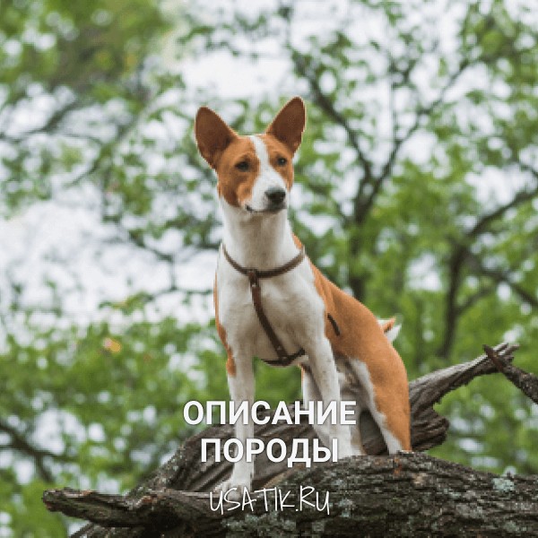 Басенджи - описание породы