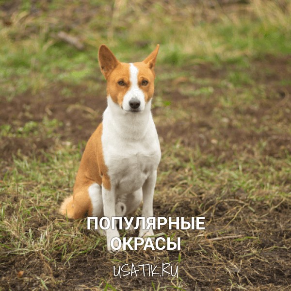 Популярные окрасы басенджи
