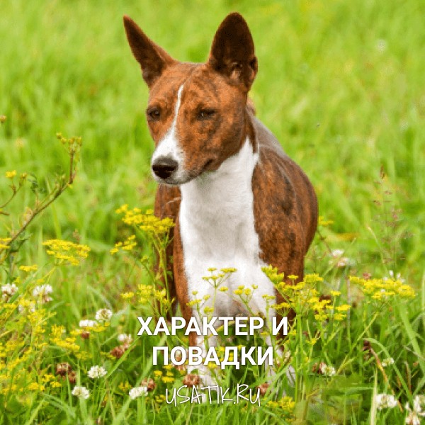 Характер и повадки басенджи
