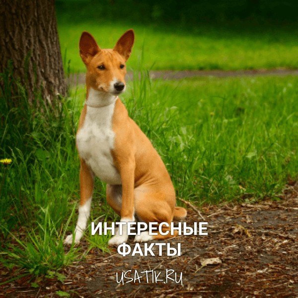 Интересные факты о басенджи