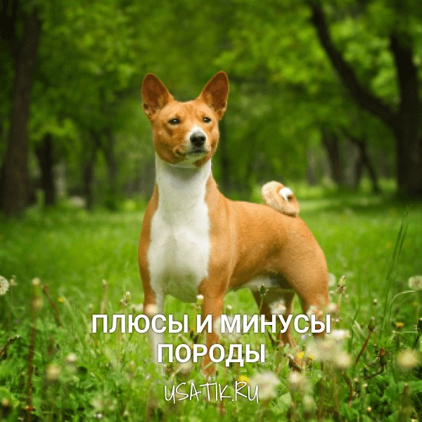 Плюсы и минусы басенджи